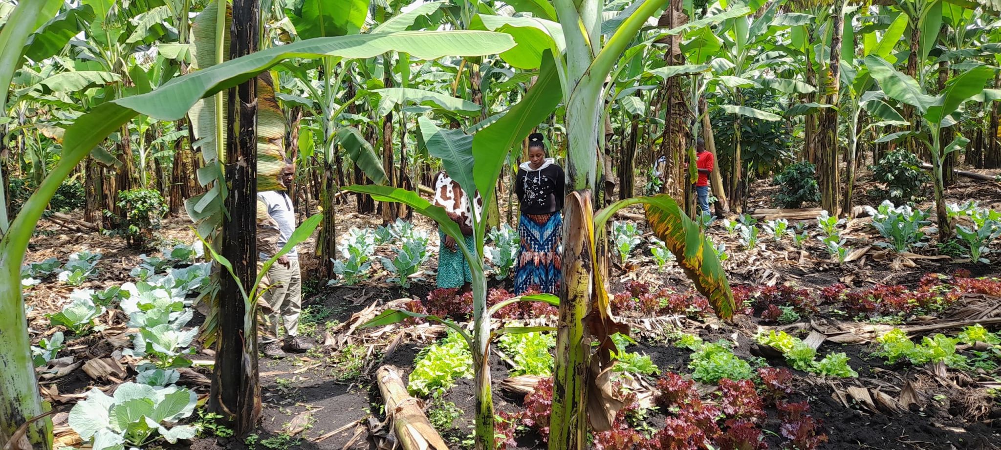 Organic farming and healthy soils — Green Shero Uganda